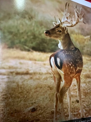 الجوف في عيون المصورين