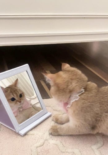 ♡ Angelic bow for pets ♡