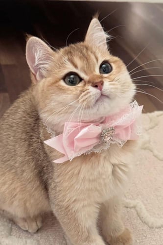♡ Angelic bow for pets ♡