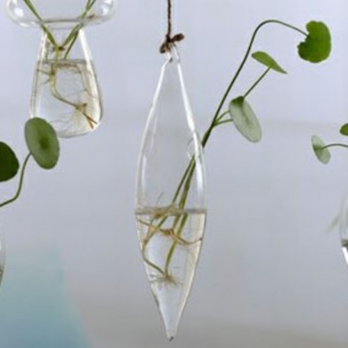 علاقي زرع H202