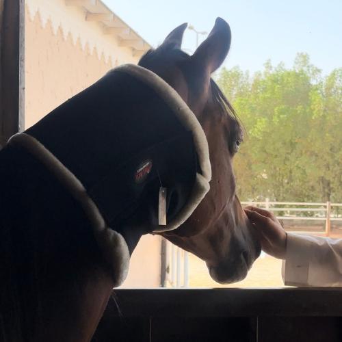عراقه مذبح
