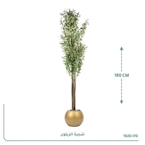 شجرة الزيتون