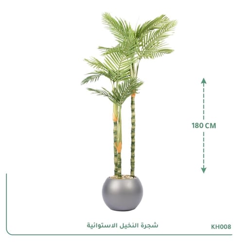 شجرة النخيل الاستوائية
