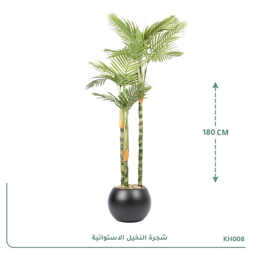 شجرة النخيل الاستوائية