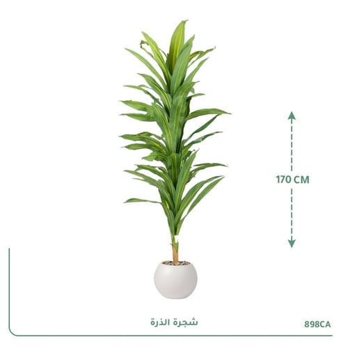شجرة الذرة