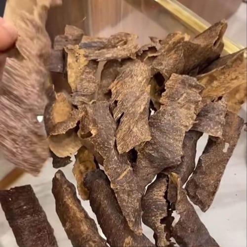 عود بورمي مرتفع ودبل قديم