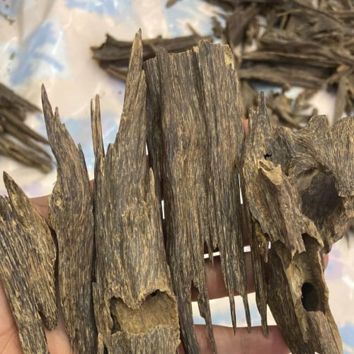 عود سيوفي سوبر مرتفع ودبل