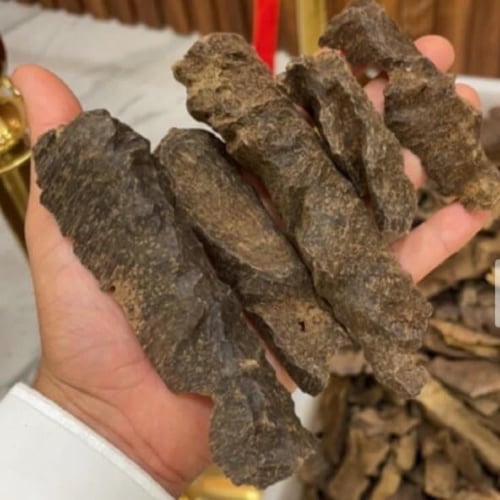 عود بورمي مرتفع ودبل قديم