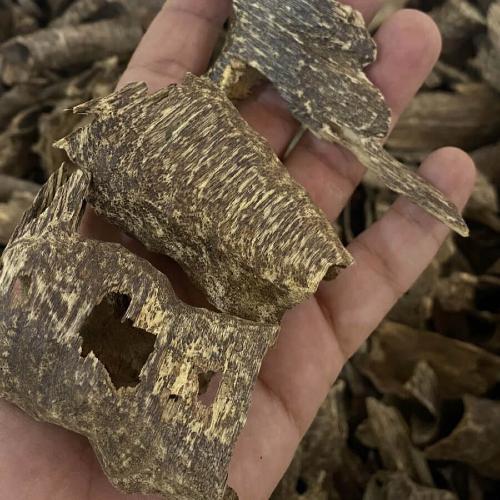 عود تراد سوبر مرتفع ودبل