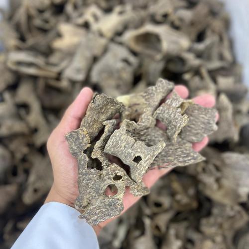 عود كمبودي قواقع مرتفع و دبل جملة