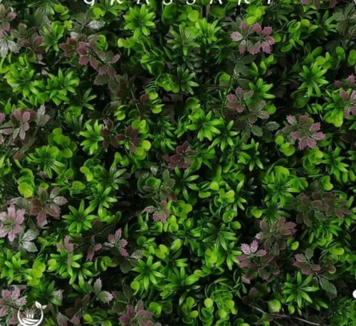 عشب جدارى موف مع اخضر 100