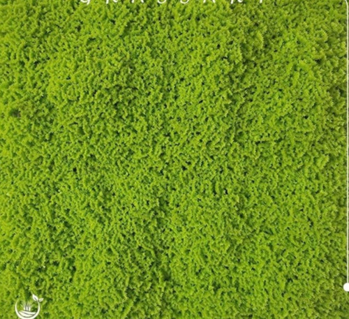 عشب جدارى طحالب غامق 3D-306