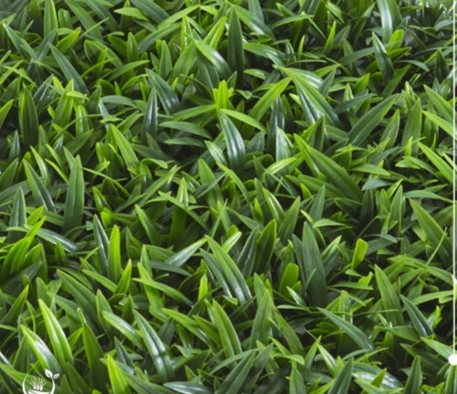 عشب جدارى ورق الزيتون 2D-205