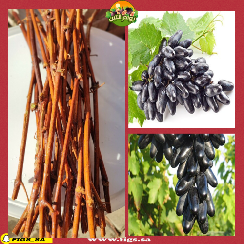 عقل عنب تذكار