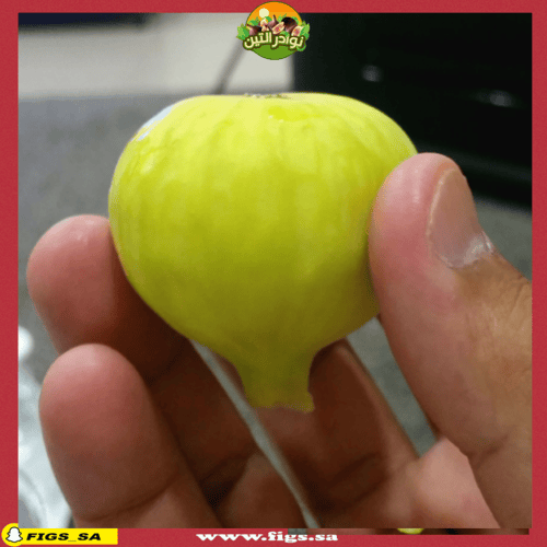 عقل تين حساوي