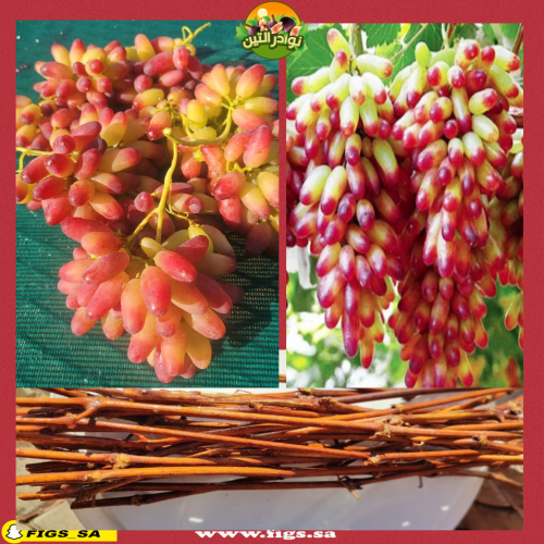 عقل عنب اصابع مناكير نادرة للغاية