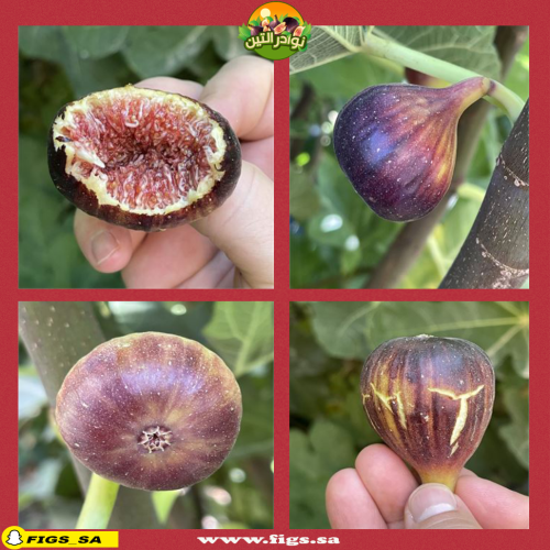 عقل تين بورديسوت بلانكا نيجرا