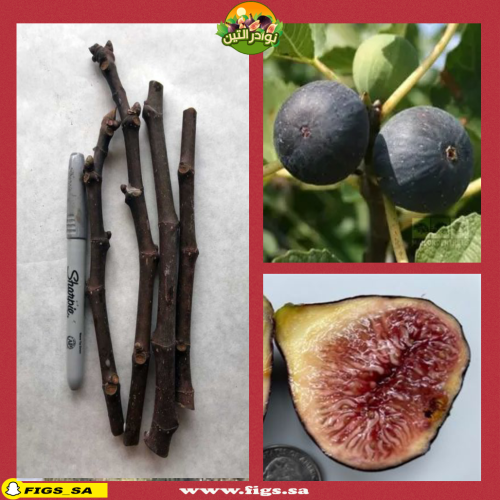 عقل تين بروجيوتو نيرو