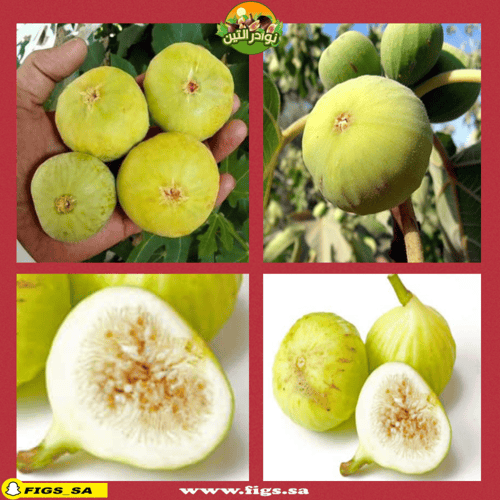 100 عقله تين عسلي ابيض