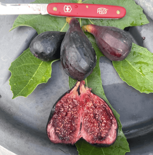 100 عقله تين فالي نيجرا