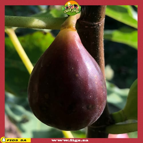 عقل تين لوسو الاحمر