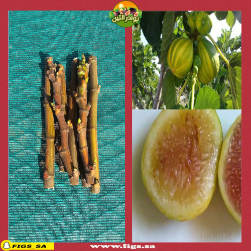 عقل تين أورو بيانكو