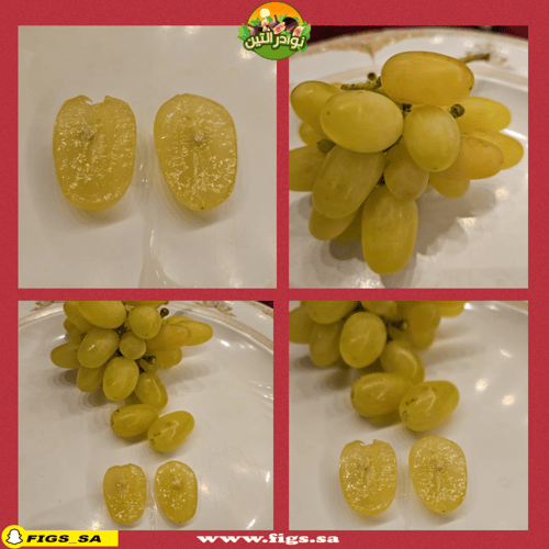 عقل عنب هيليوس