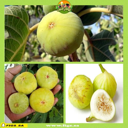 100 عقله تين عسلي ابيض