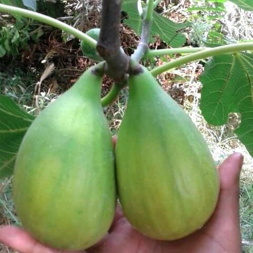 100 عقله تين دالماتيا