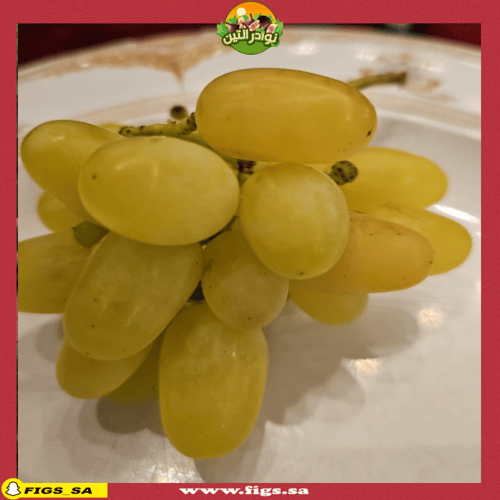 عقل عنب هيليوس