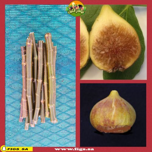 عقل تين دي لا بلاتا