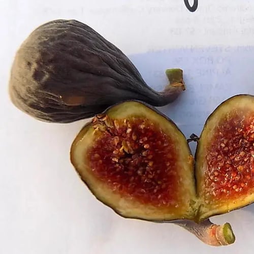 عقل تين سانجو دولتشي