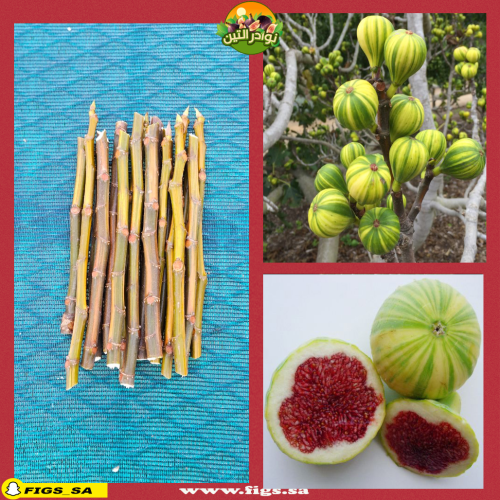 100 عقله تين تايقر بانشي