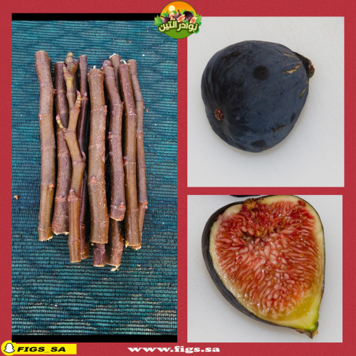 عقل تين دي لا رينا