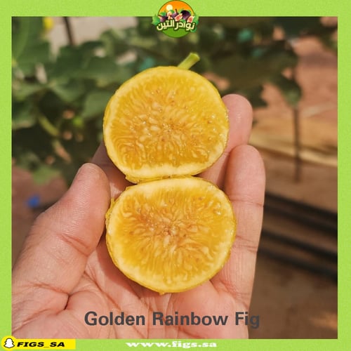 عقل تين جولدن رينبو