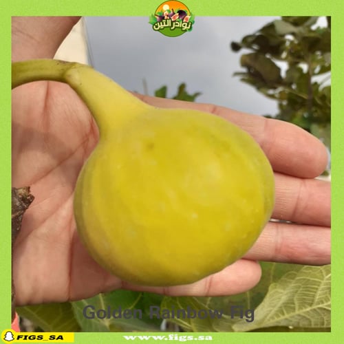 100 عقله تين جولدن رينبو