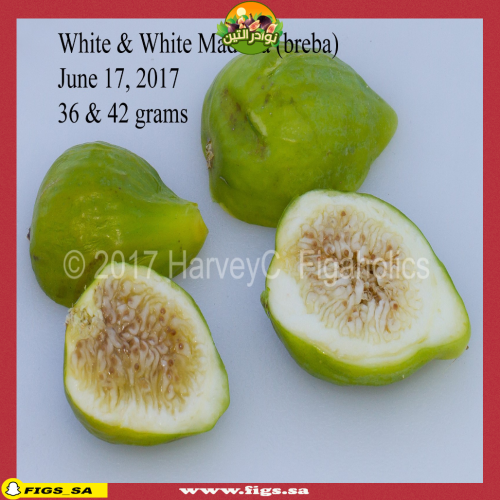 عقل تين ماديرا البيضاء