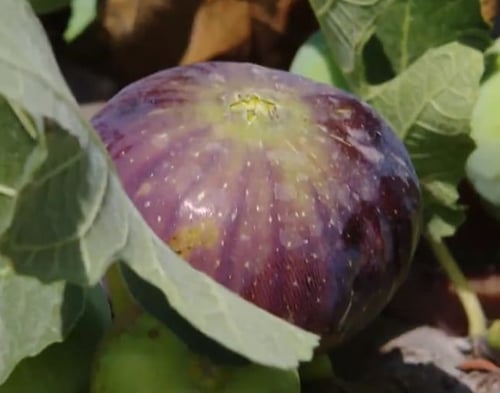 عقل تين زراقي