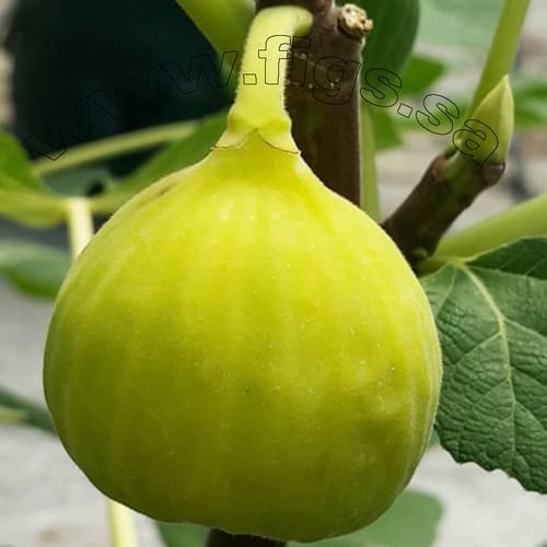 عقل تين ايرلي قرين