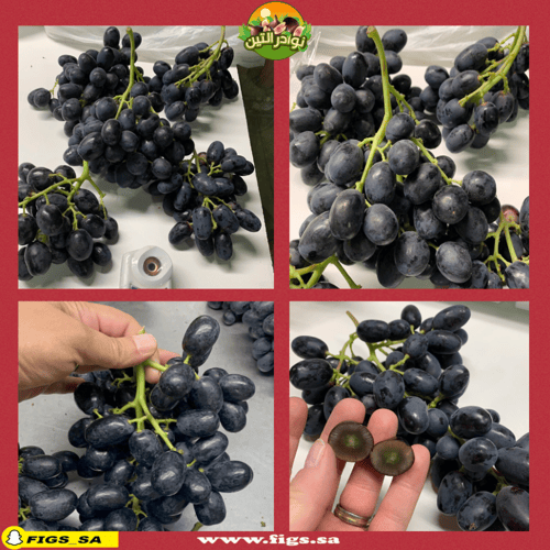 100 عقله عنب ميدنايت بيوتي بدون بذور