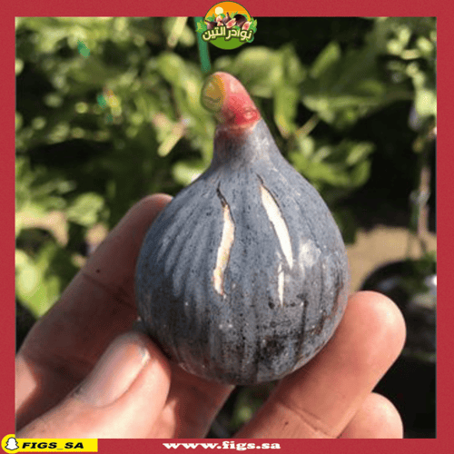 عقل تين ليتمان الأسود