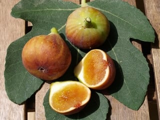 عقل تين مادلين داس