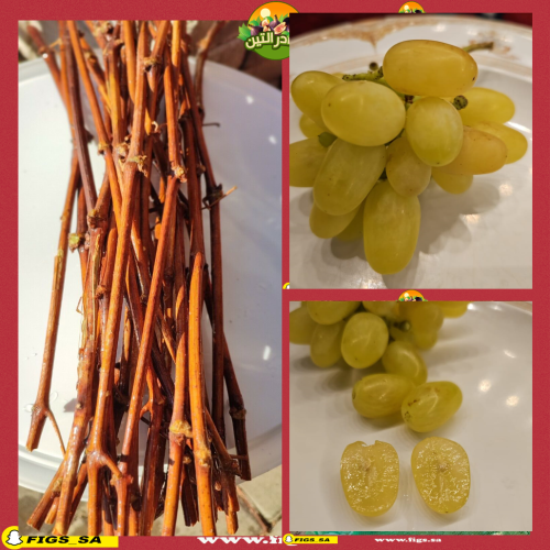 عقل عنب هيليوس