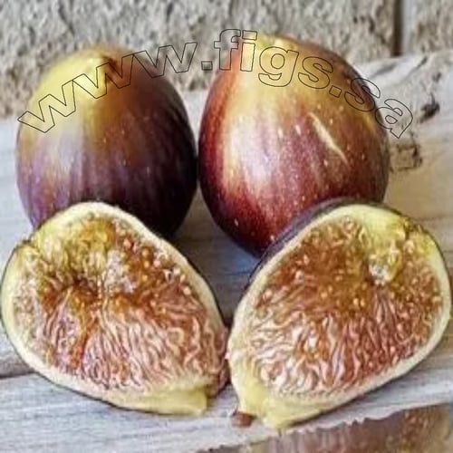 عقل تين برقان أونك