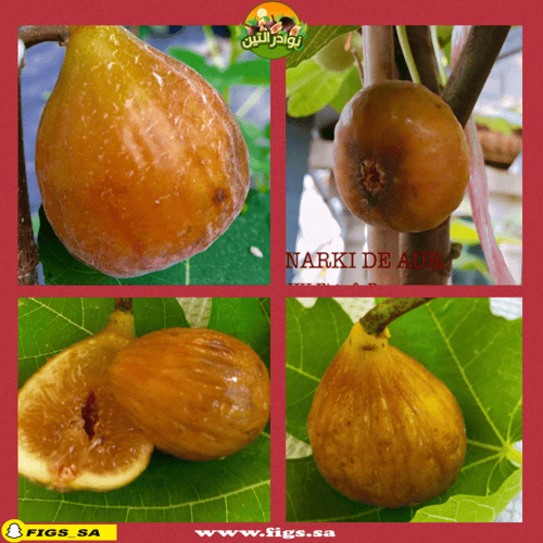 عقل تين البرتقالي الملكي