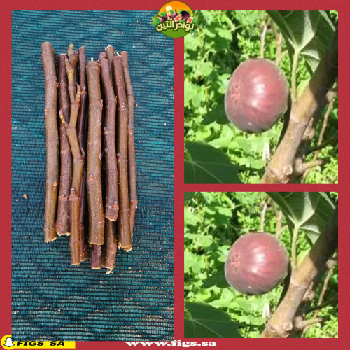 عقل تين فيرنيا