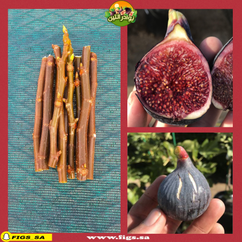 عقل تين ليتمان الأسود