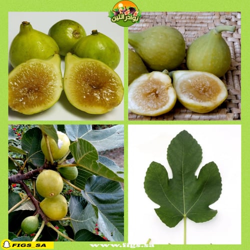 عقل تين كادوتا