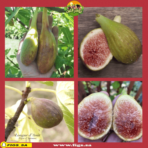 عقل تين لونق دي اوت