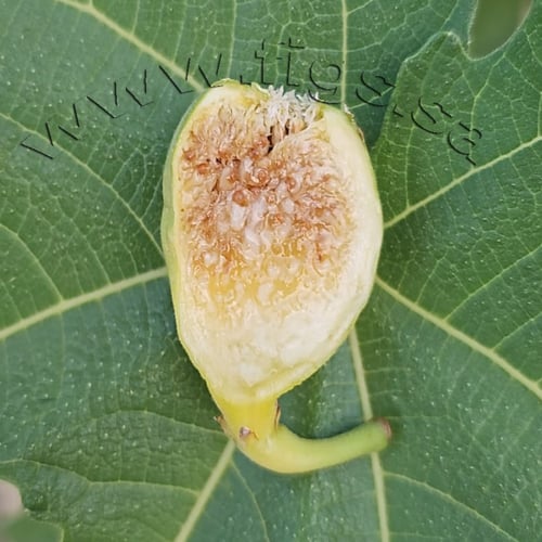 عقل تين عسل ايطاليا